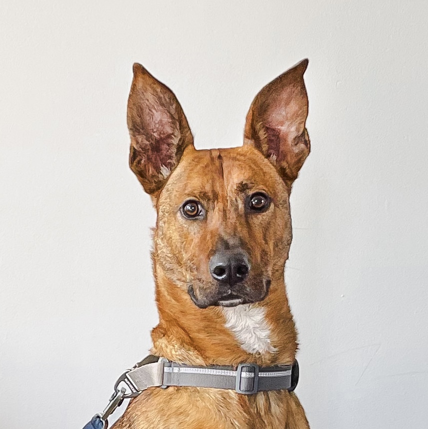 mowgli headshot on a plain background