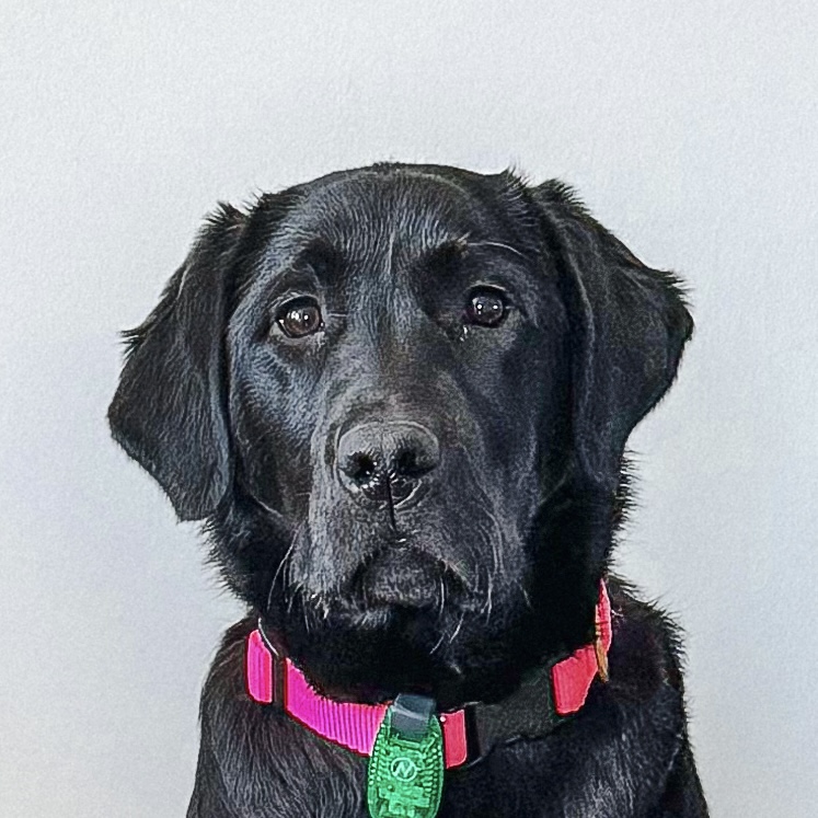 rooney headshot on a plain background